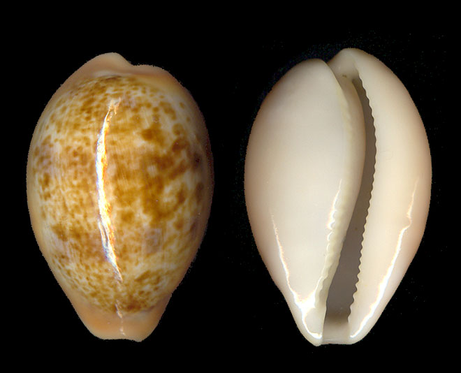 Mitra zonata e Cypraea achatidea